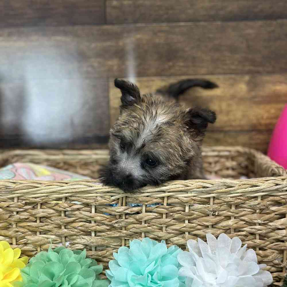Female Cairn Terrier Puppy for Sale in Saugus, MA
