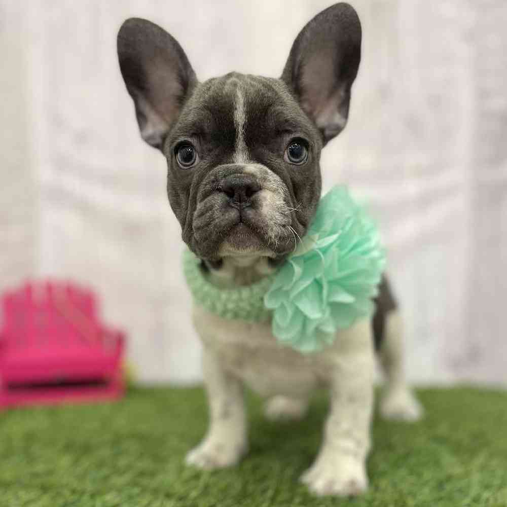 Female French Bulldog Puppy for Sale in Braintree, MA