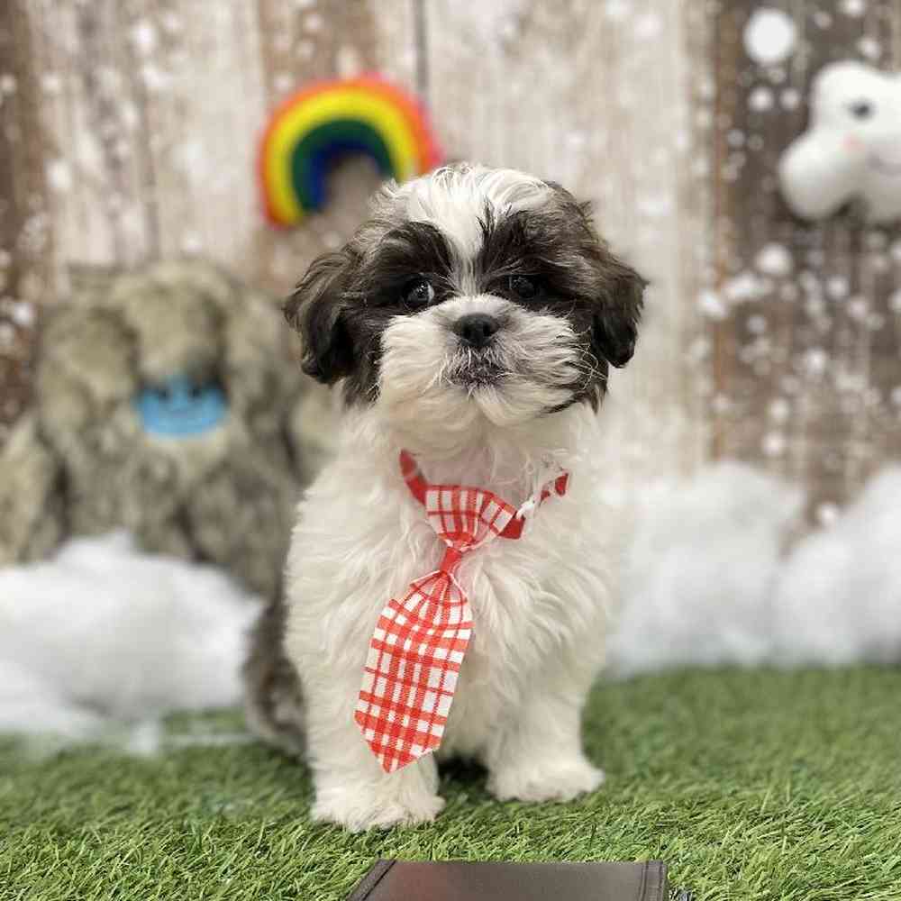 Male Shih-Poo Puppy for Sale in Braintree, MA