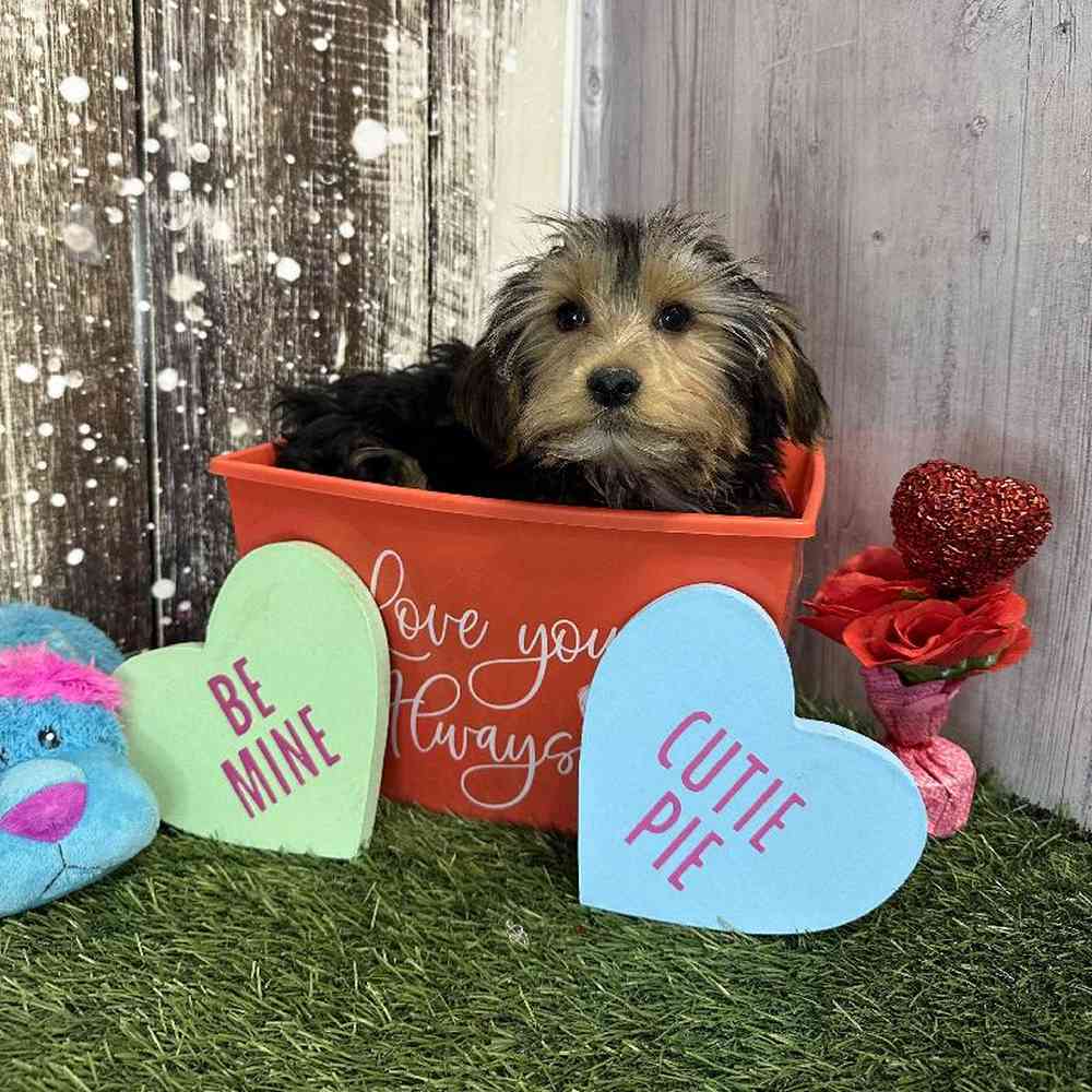 Male Yorkshire Terrier Puppy for Sale in Saugus, MA