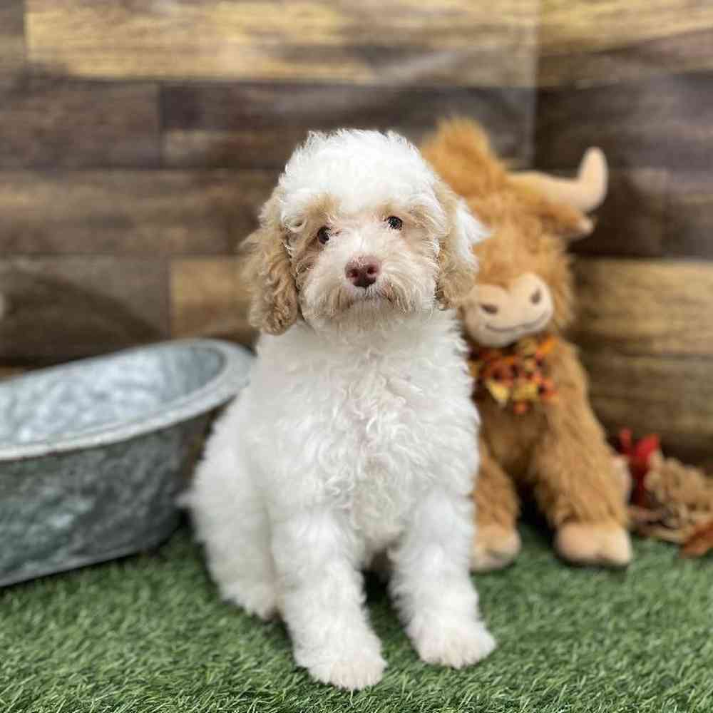 Female Mini NewfyPoo Puppy for Sale in Braintree, MA