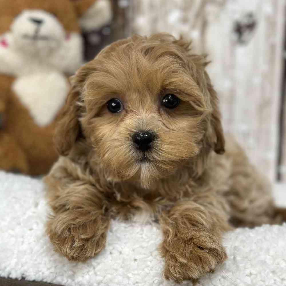Female Shih-Poo Puppy for Sale in Saugus, MA