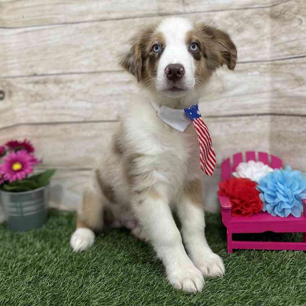 Male Miniature Australian Shepherd Puppy for Sale in Braintree, MA