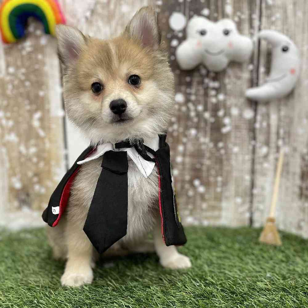 Male Pomimo Puppy for Sale in Braintree, MA