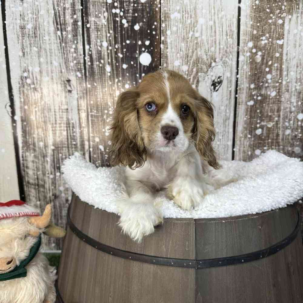 Female Cocker Spaniel Puppy for Sale in Braintree, MA