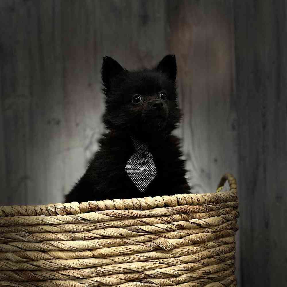Male Pomeranian Puppy for sale