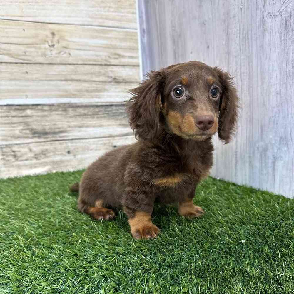 Female Dachshund Puppy for Sale in Saugus, MA