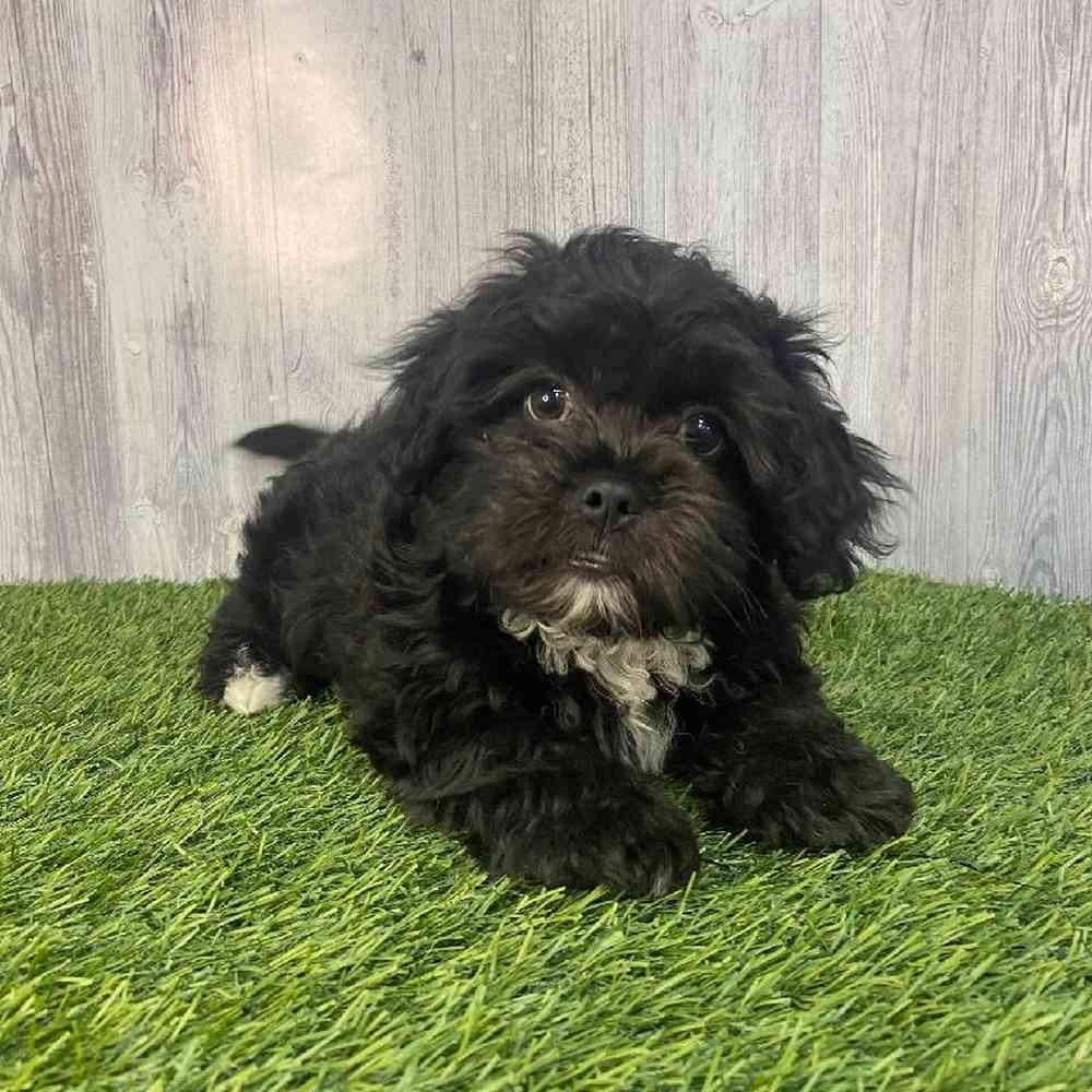 Male Lhasa-Poo Puppy for Sale in Saugus, MA