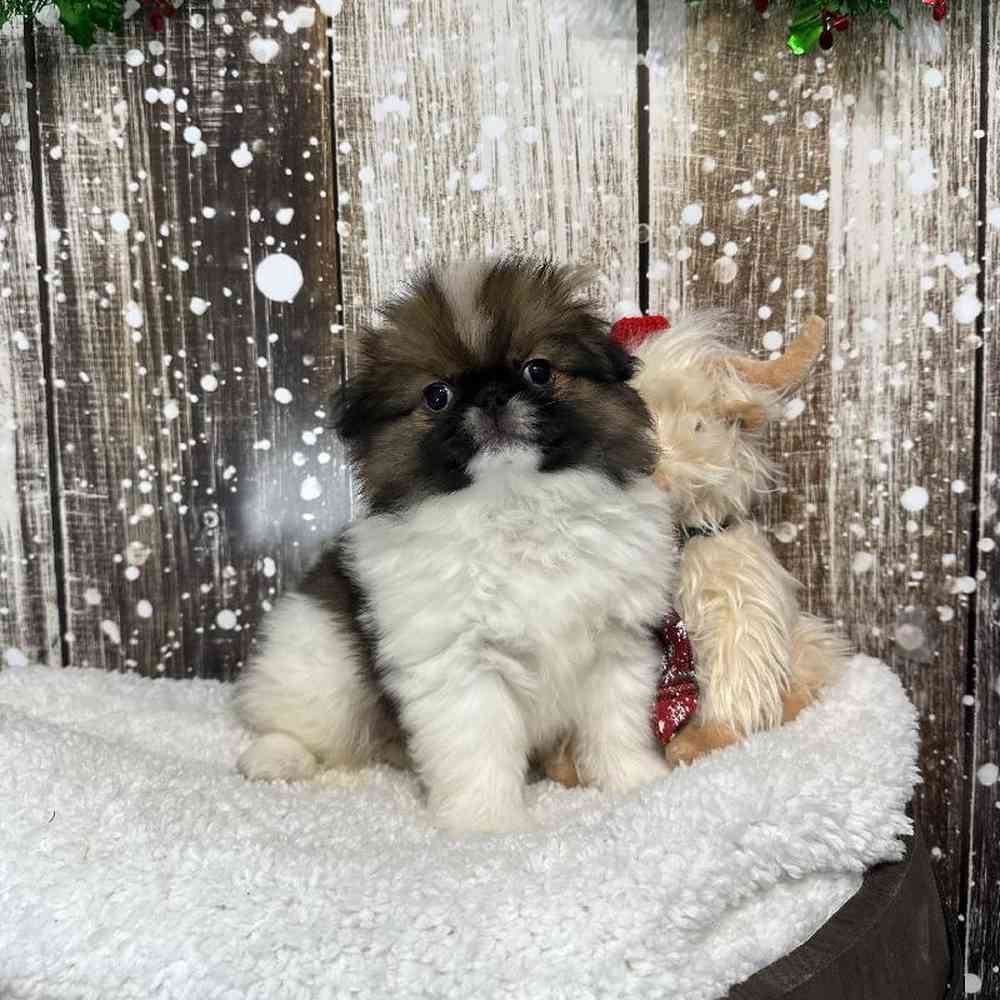 Male Japanese Chin Puppy for Sale in Saugus, MA