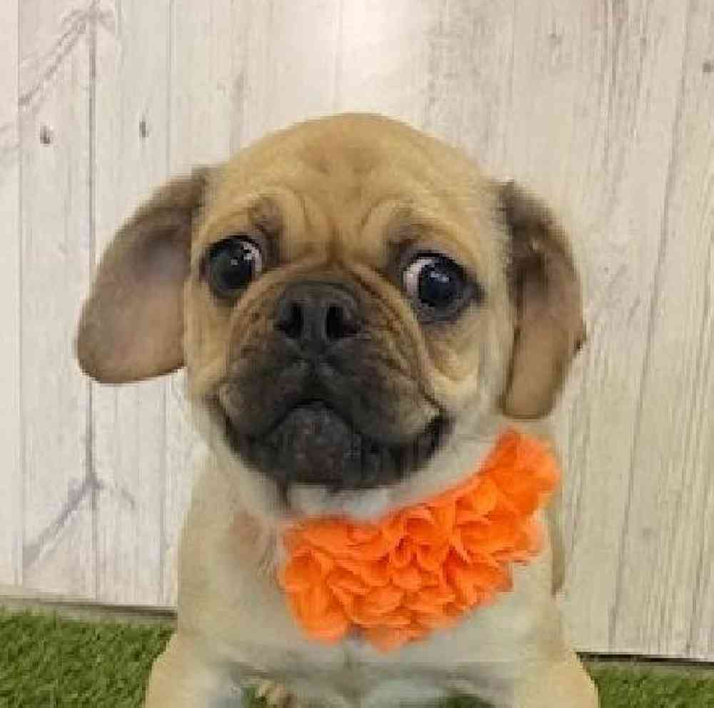 Female Pug Puppy for Sale in Saugus, MA