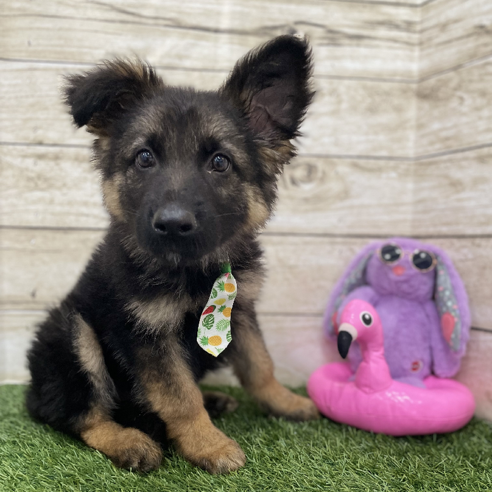 Male German Shepherd Dog Puppy for Sale in Braintree, MA