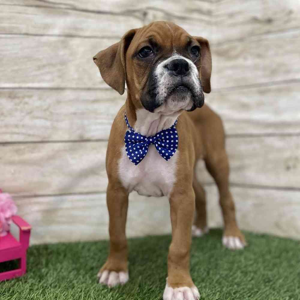 Male Boxer Puppy for Sale in Braintree, MA