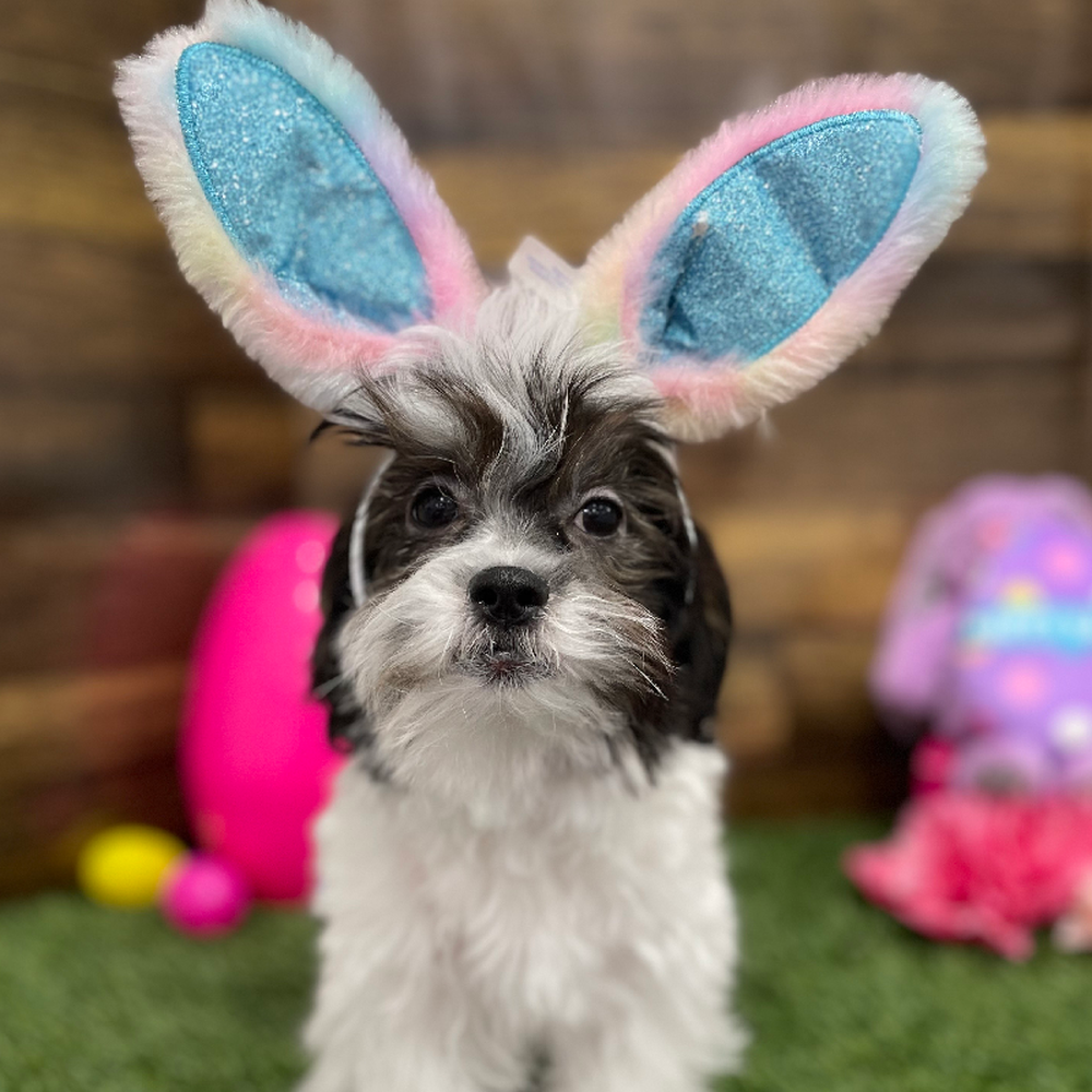 Female Teddy Bear (Zuchon) Puppy for Sale in Braintree, MA