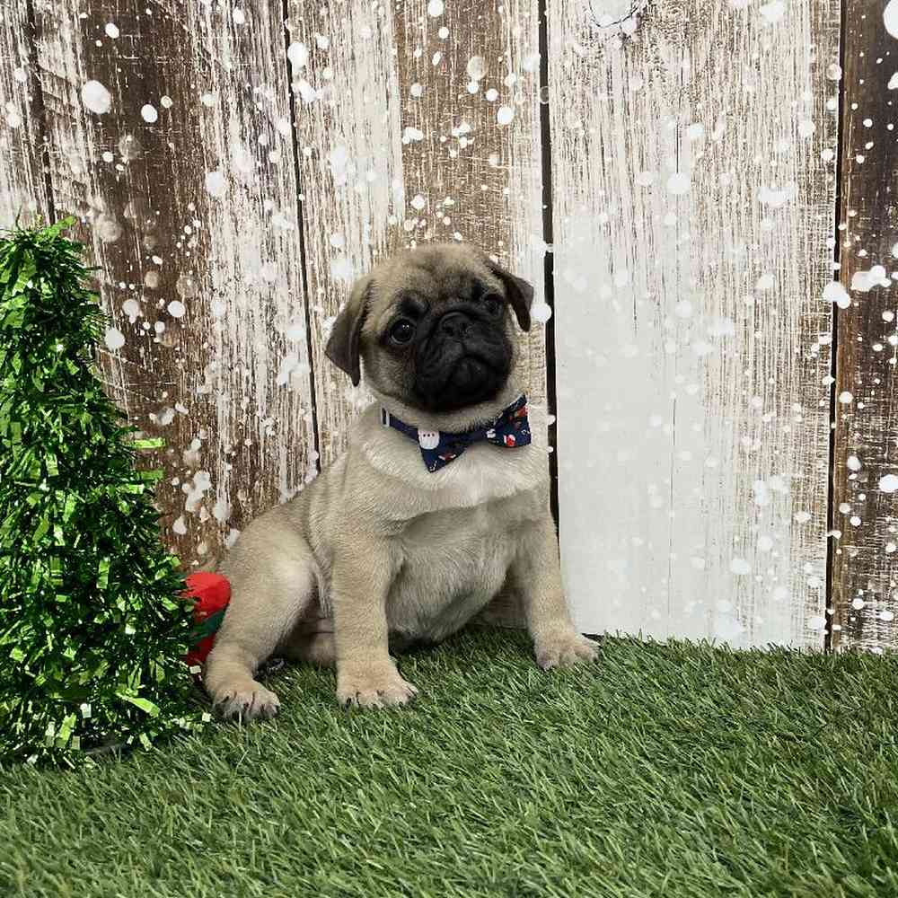 Male Pug Puppy for Sale in Braintree, MA