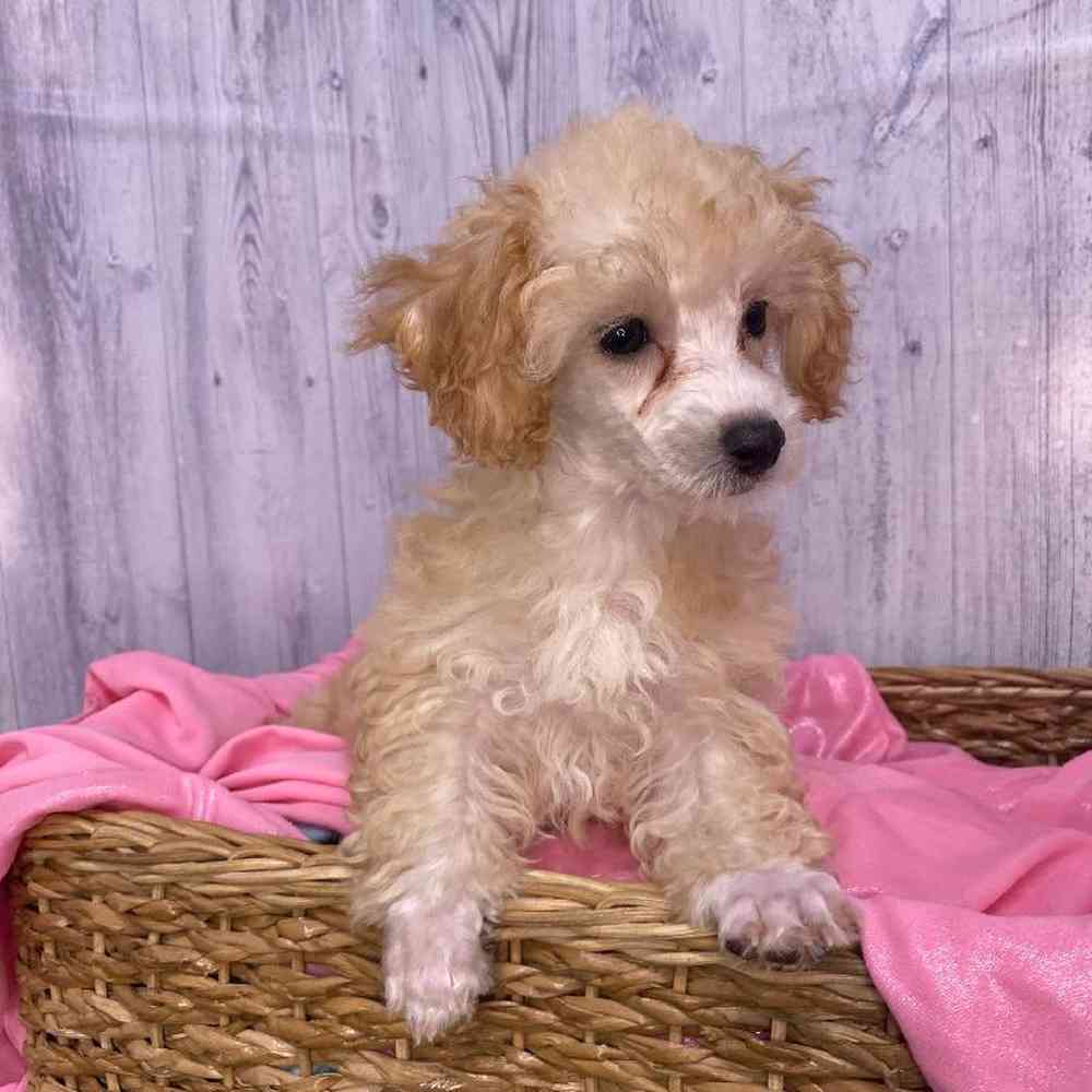 Female Poodle Toy Puppy for Sale in Saugus, MA