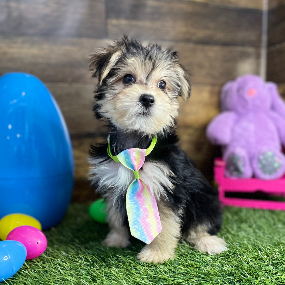 Male Morkie Puppy for Sale in Braintree, MA