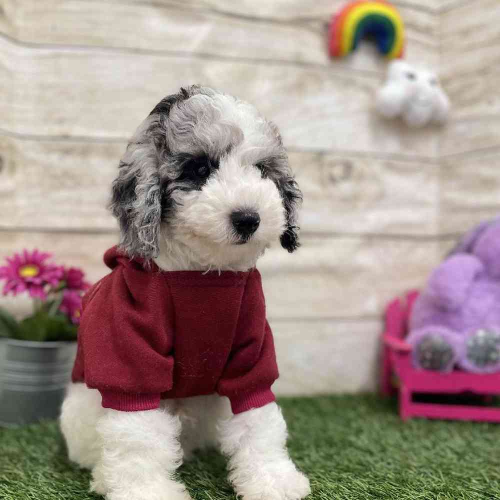 Male Mini Sheepadoodle 2nd Gen Puppy for Sale in Braintree, MA