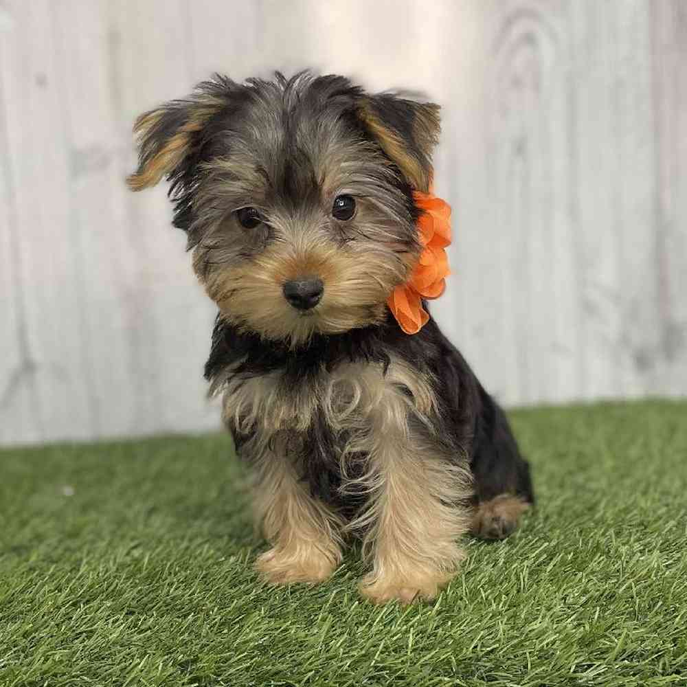 Female Yorkshire Terrier Puppy for sale