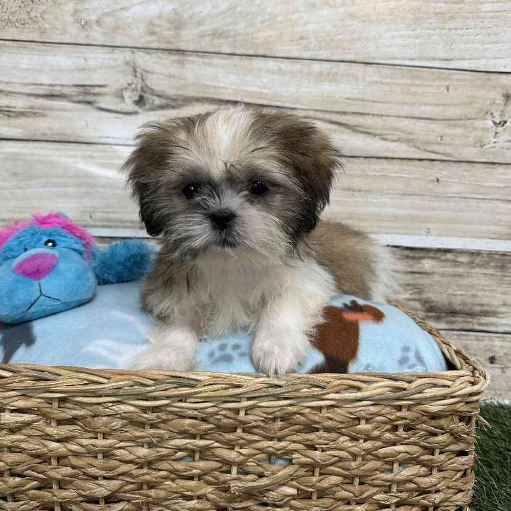 Male Shih Tzu Puppy for Sale in Saugus, MA