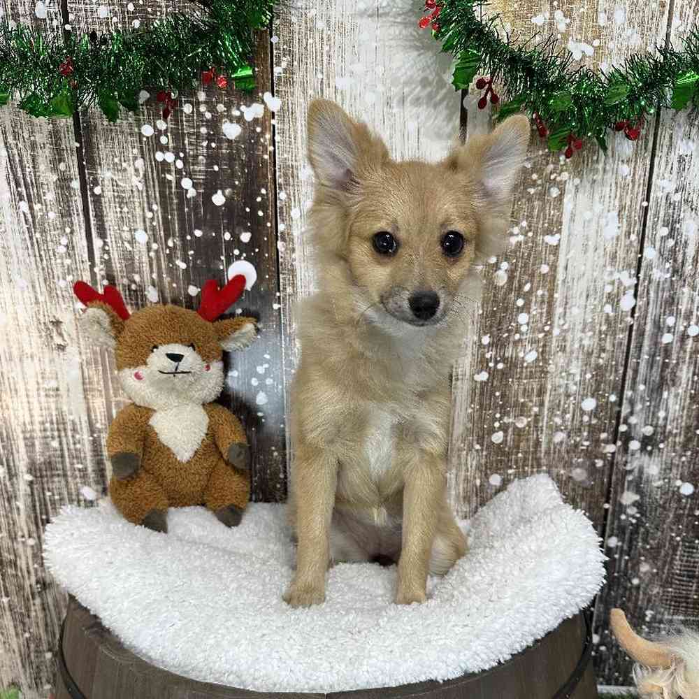 Female Pomeranian Puppy for Sale in Saugus, MA