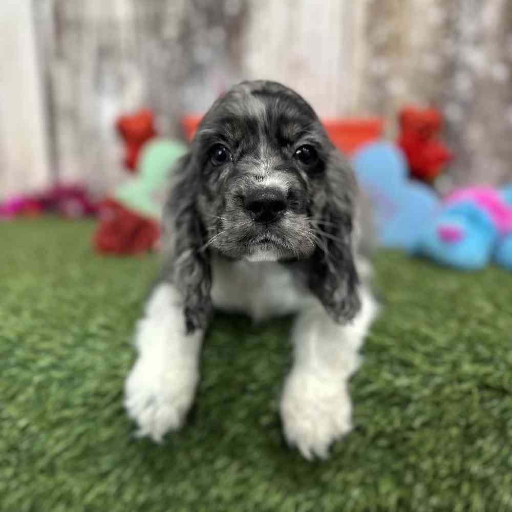 Male Cocker Spaniel Puppy for Sale in Saugus, MA