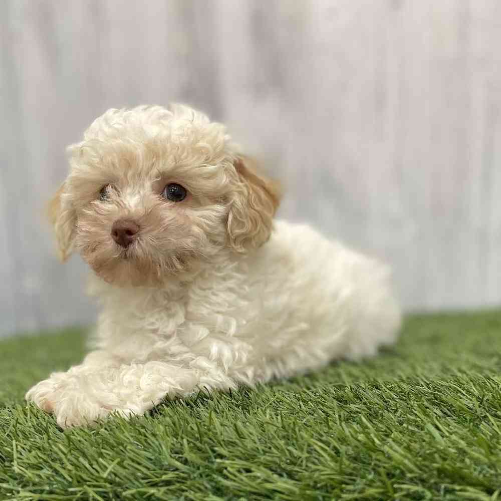 Female Bichapoo-Poodle Puppy for Sale in Braintree, MA