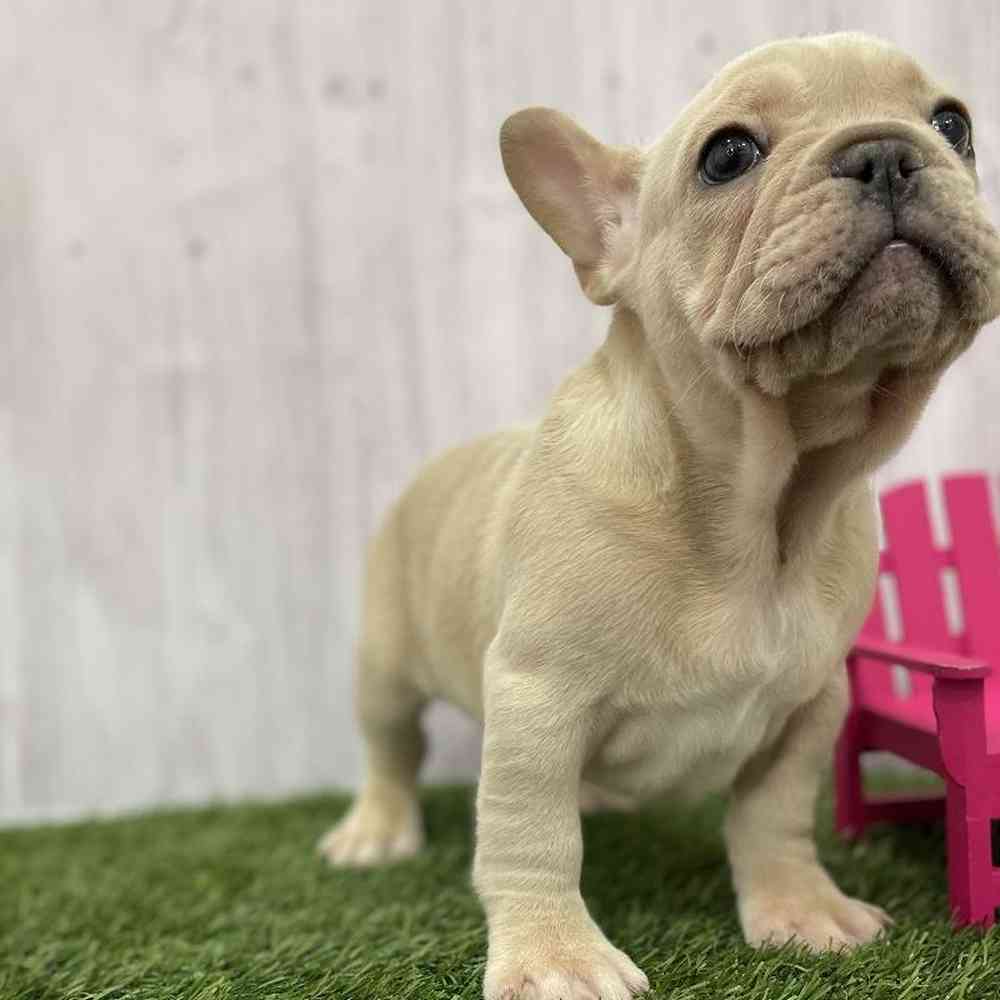 Male French Bulldog Puppy for Sale in Braintree, MA