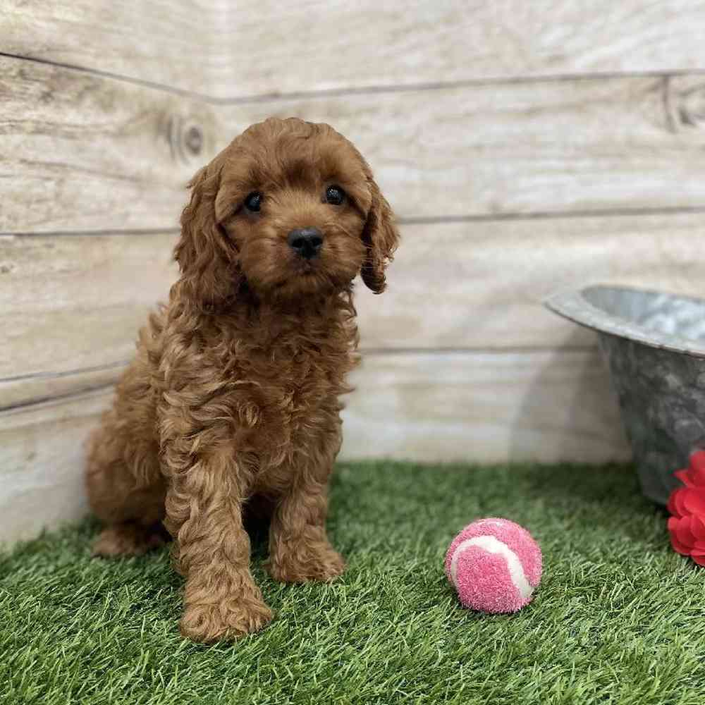Female Cavapoo Puppy for Sale in Braintree, MA
