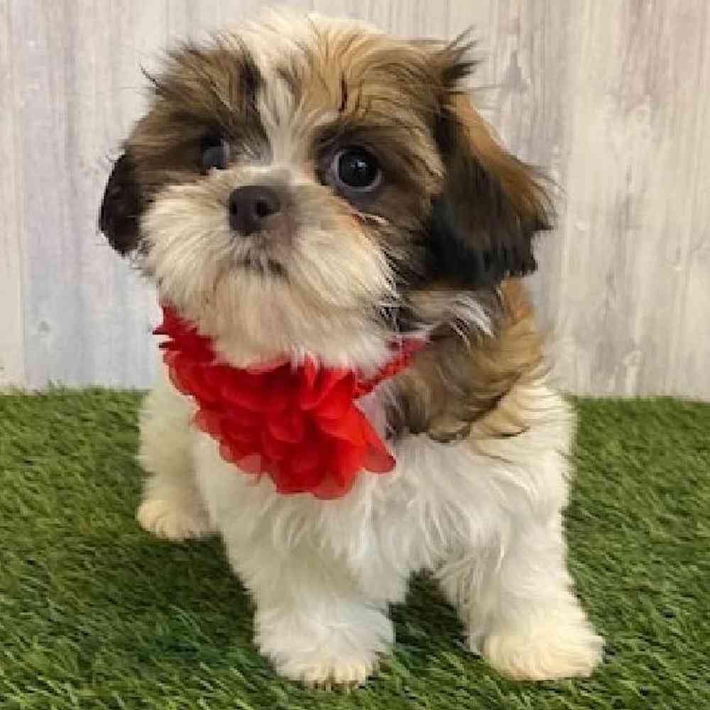 Female Shih Tzu Puppy for sale