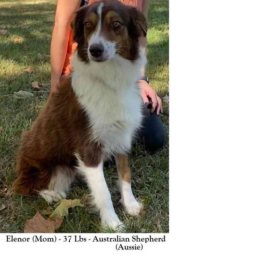 Male Miniature Australian Shepherd Puppy for Sale in Braintree, MA