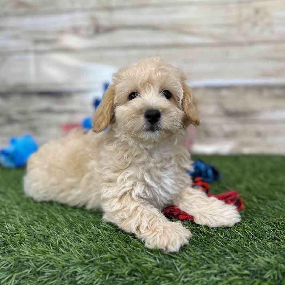 Male Malti-Poo Puppy for Sale in Saugus, MA