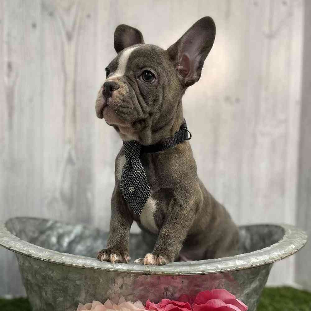 Male French Bulldog Puppy for sale