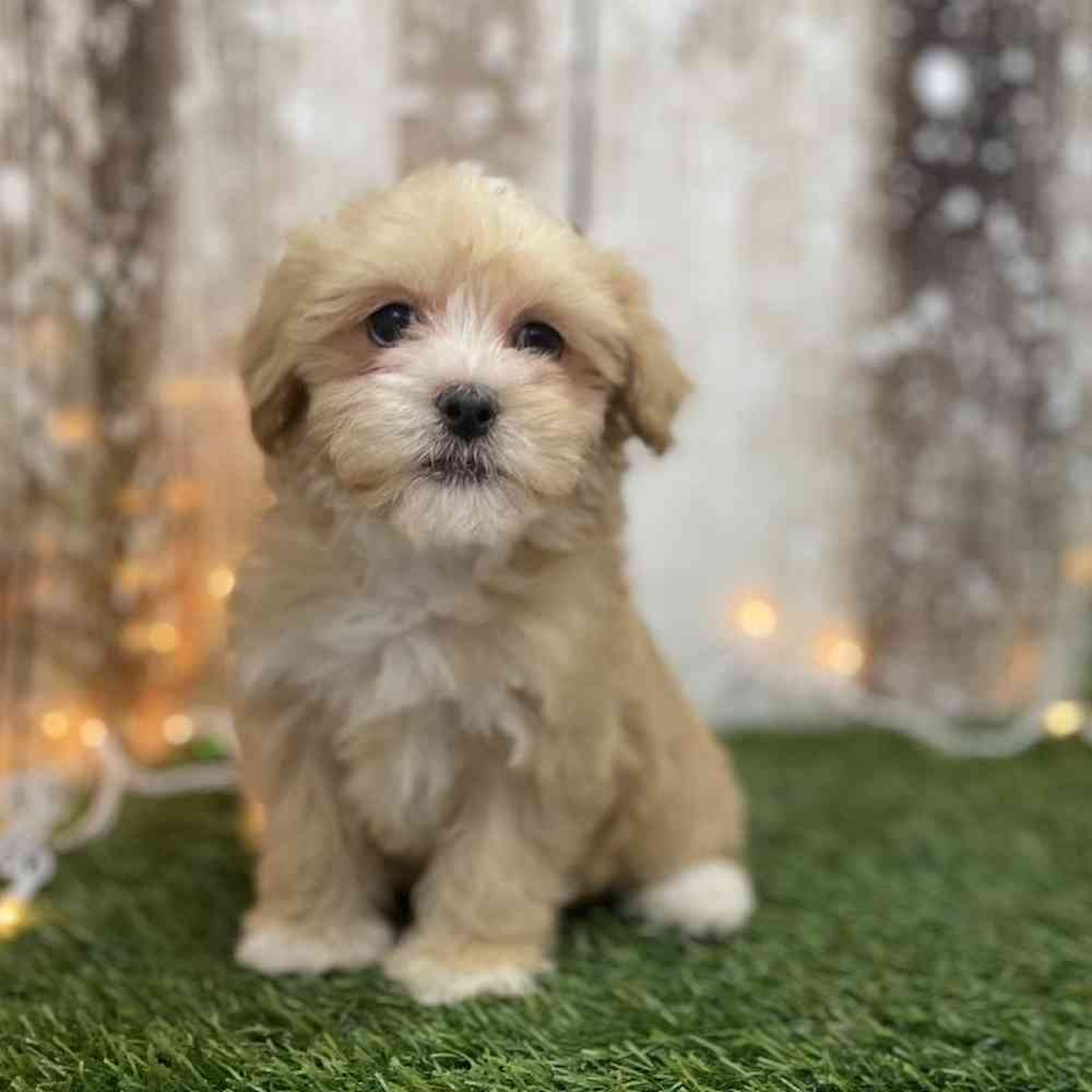 Female Malti-Poo Puppy for Sale in Braintree, MA