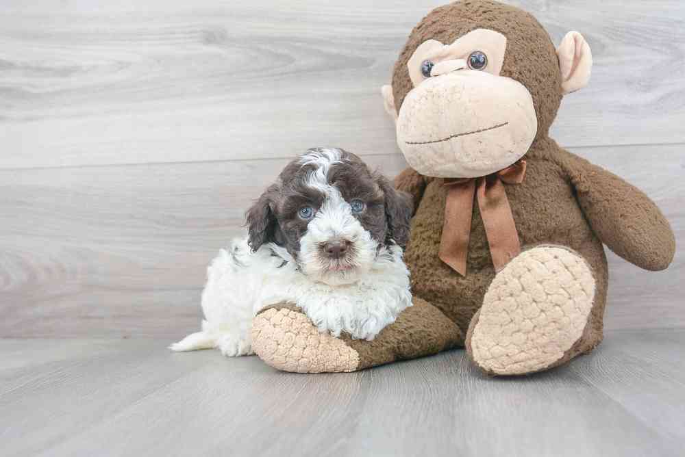 havanese-condado-4172306324236811.jpg