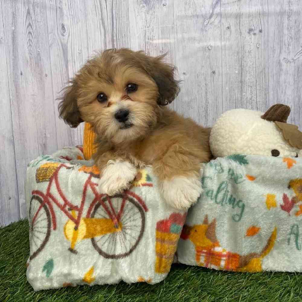 Male La-Chon Puppy for Sale in Saugus, MA