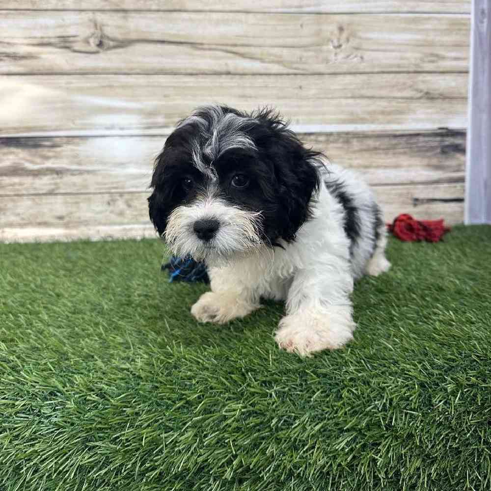 Male Shih-Poo Puppy for Sale in Saugus, MA