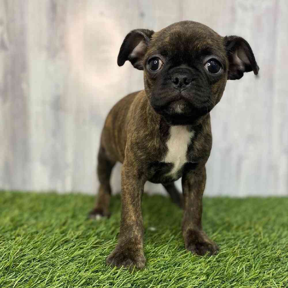 Female Bugg Puppy for Sale in Saugus, MA