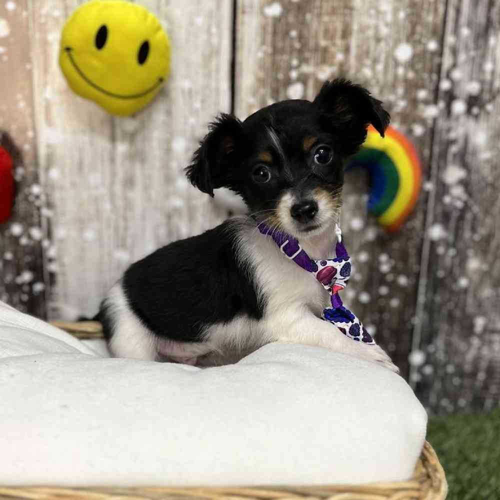 Male Chiweenie Puppy for Sale in Saugus, MA