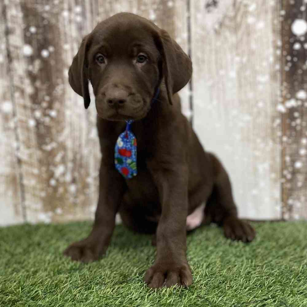 Male Labrador Retriever Puppy for Sale in Braintree, MA