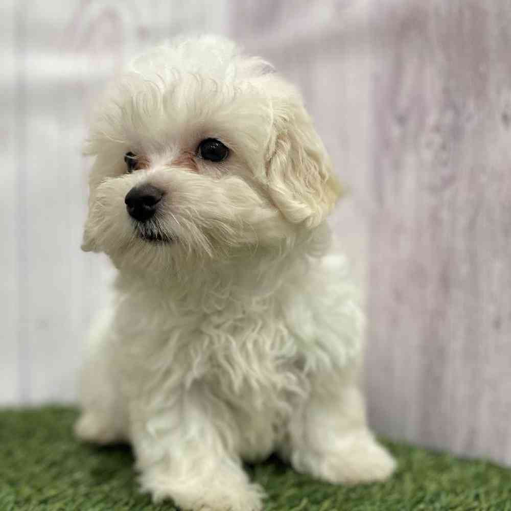 Male Malti-Poo Puppy for Sale in Braintree, MA