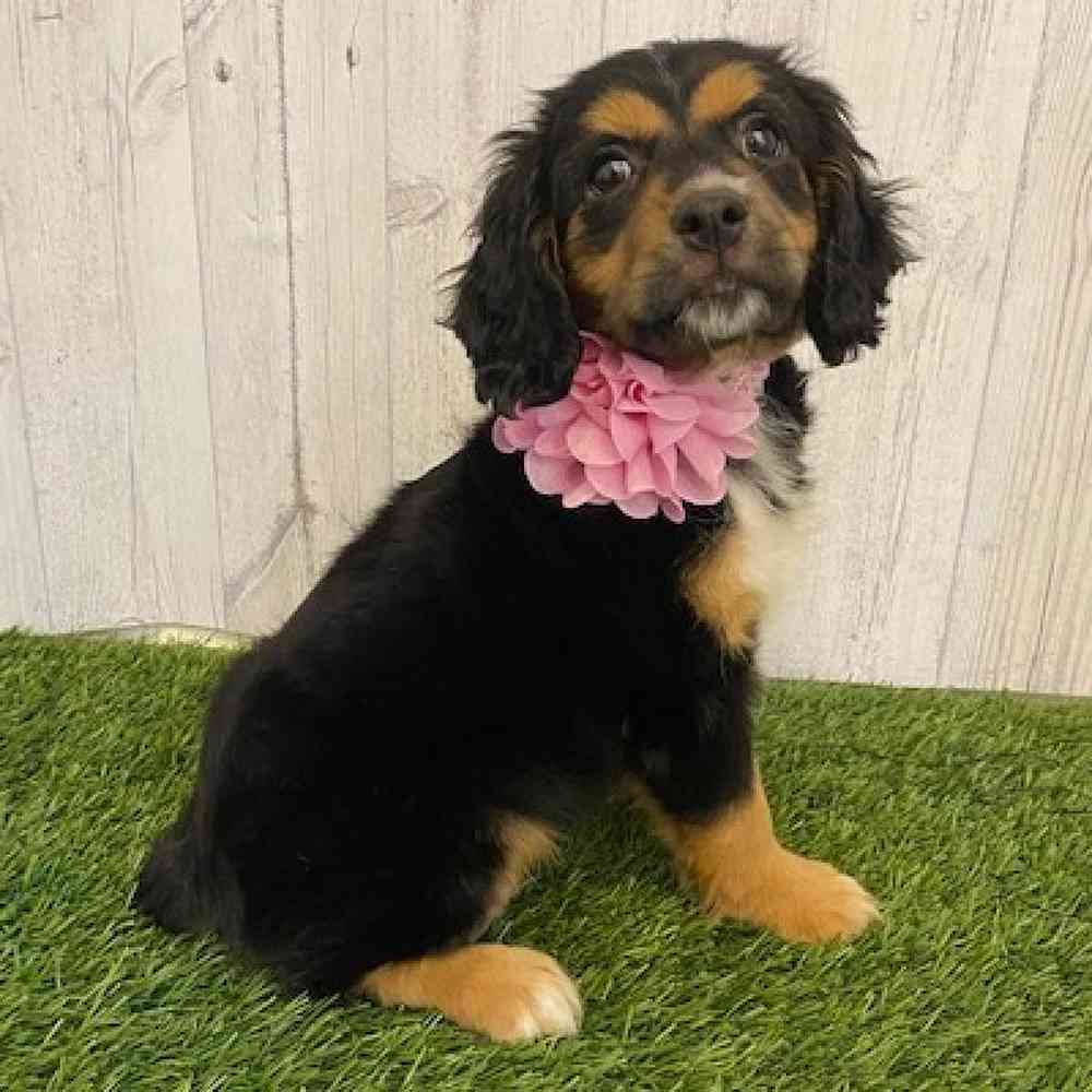 Female Cotralian (Mini Aussie/Cocker Spaniel) Puppy for sale