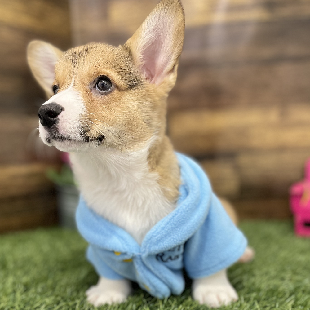 Male Pembroke Welsh Corgi Puppy for Sale in Braintree, MA
