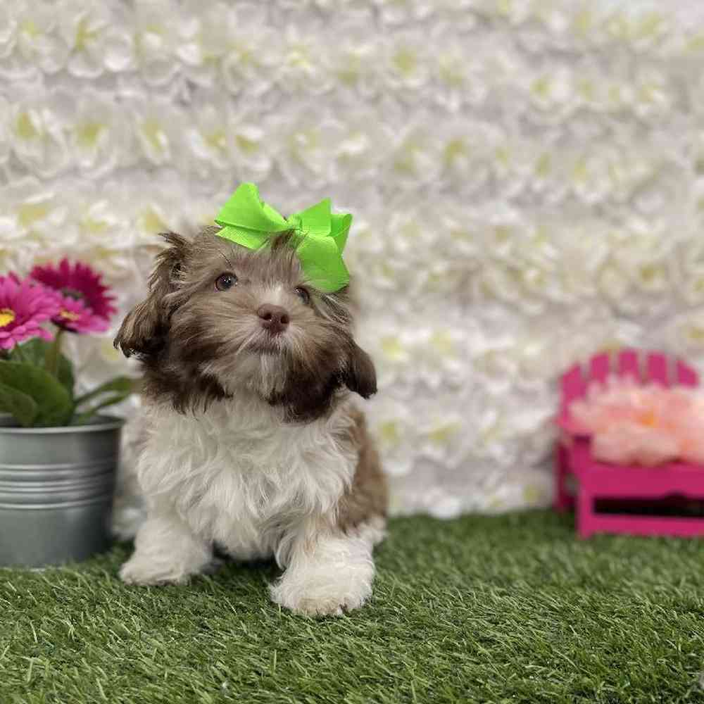 Female Havanese Puppy for Sale in Braintree, MA