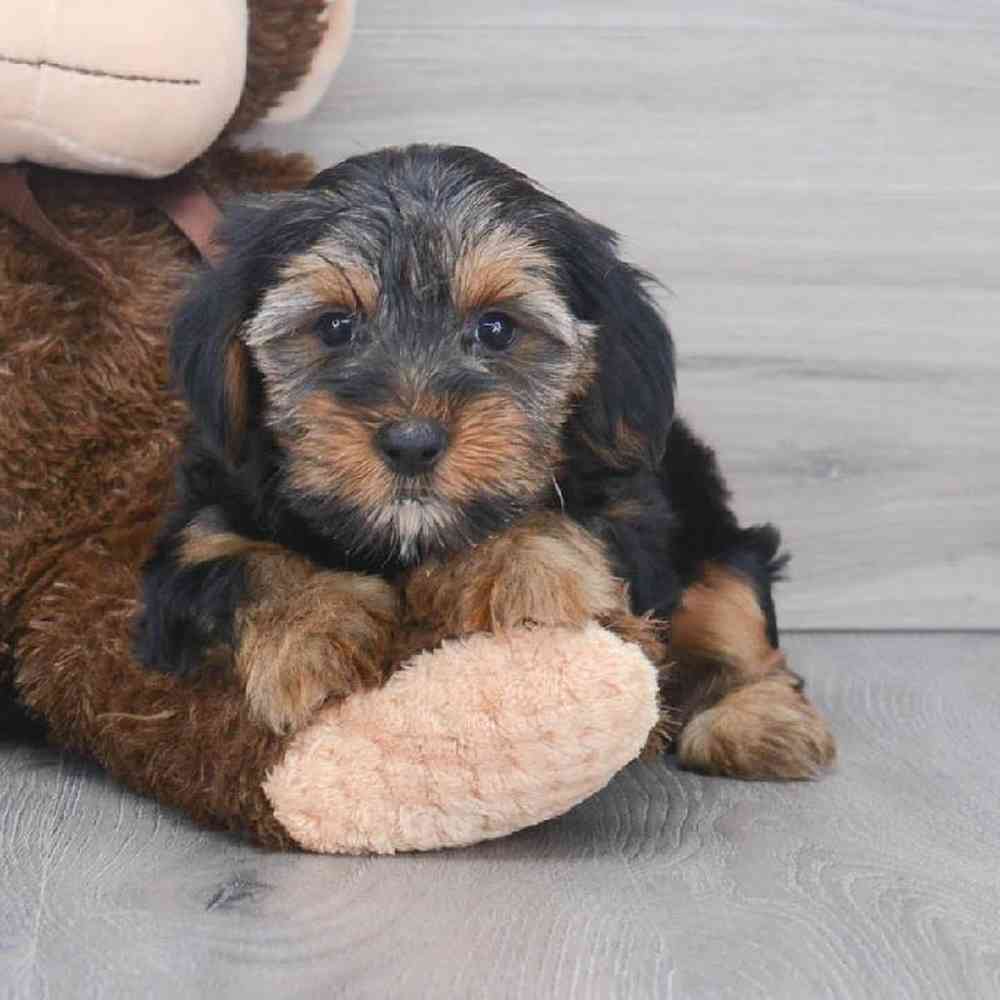 yorkshire-terrier-timmy-392176512186491.jpg