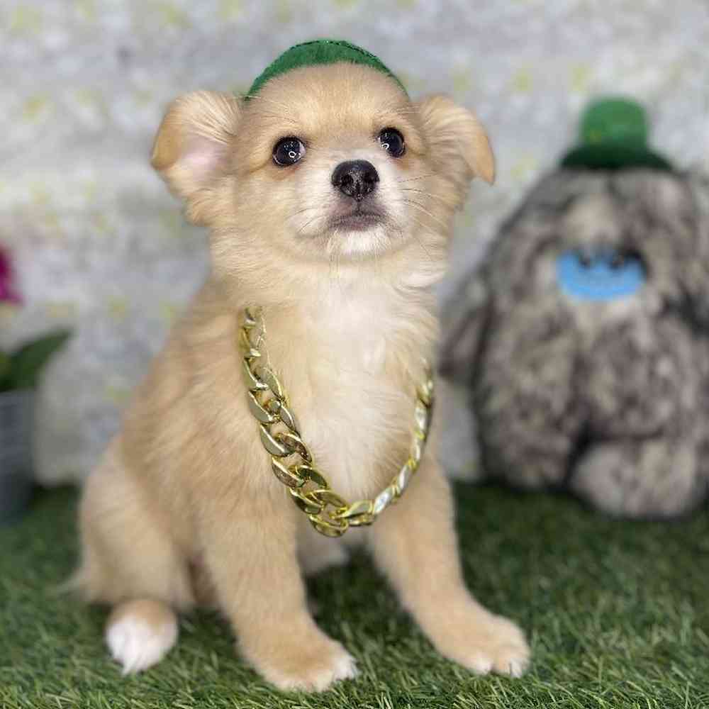 Male Aussie Pom Puppy for Sale in Braintree, MA