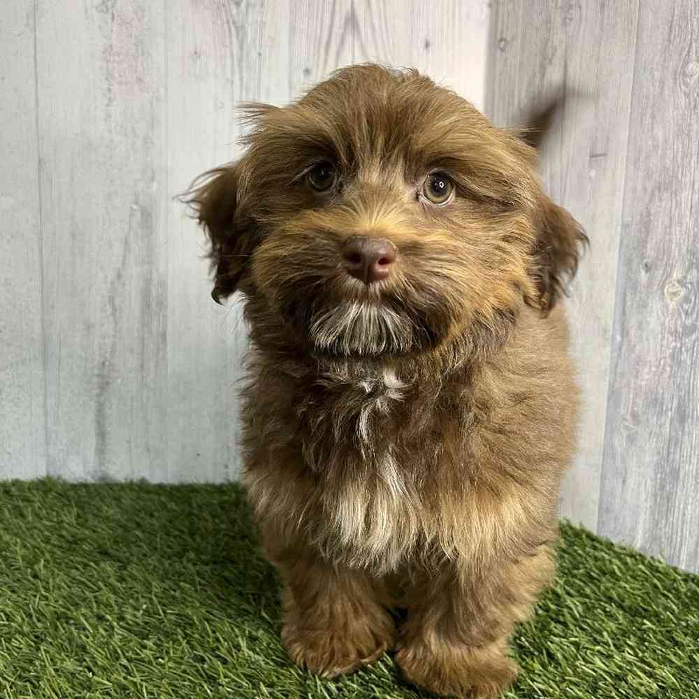 Male Havanese Puppy for sale