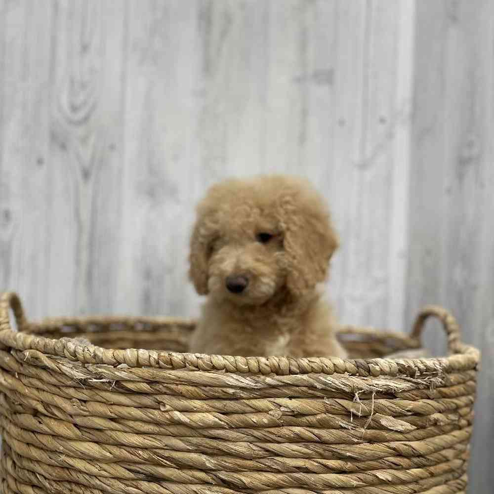 Female Mini Goldendoodle Puppy for Sale in Braintree, MA