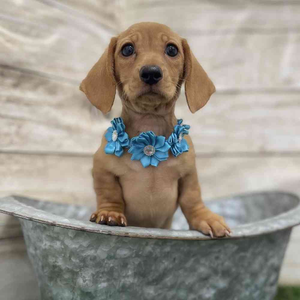 Female Dachshund Puppy for Sale in Braintree, MA