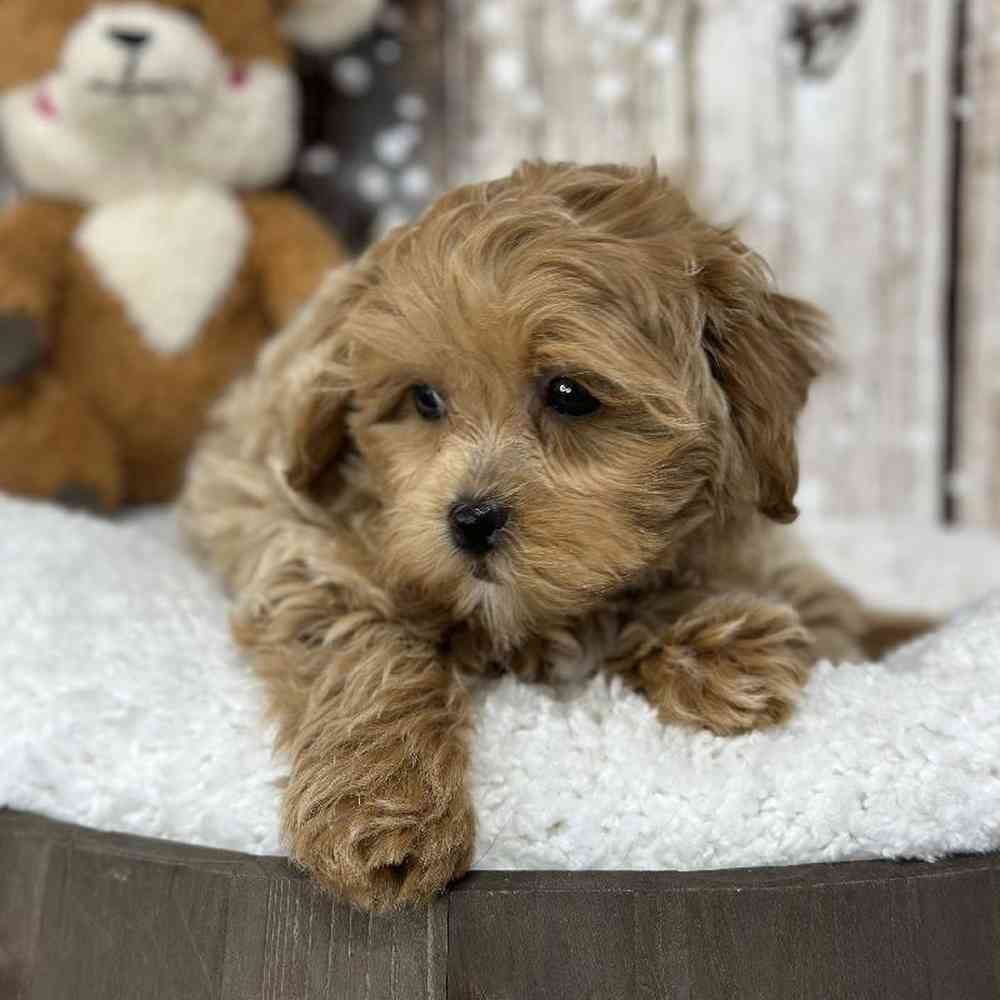 Female Shih-Poo Puppy for Sale in Saugus, MA