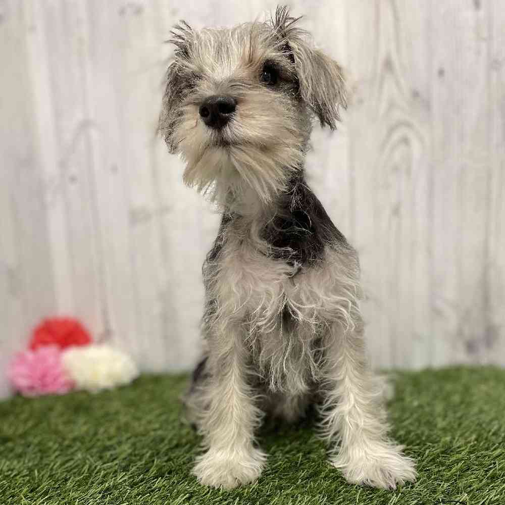 Male Miniature Schnauzer Puppy for Sale in Braintree, MA